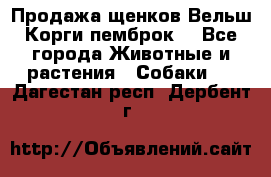 Продажа щенков Вельш Корги пемброк  - Все города Животные и растения » Собаки   . Дагестан респ.,Дербент г.